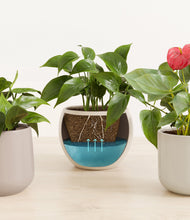 Load image into Gallery viewer, Frosted Dawn