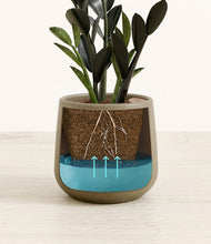 Load image into Gallery viewer, Olive