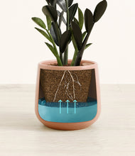 Load image into Gallery viewer, Calm Rose