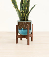 Load image into Gallery viewer, Reactive Aqua stand:walnut