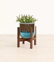 Load image into Gallery viewer, Reactive Aqua stand:walnut