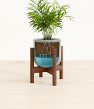 Load image into Gallery viewer, Reactive Aqua stand:walnut