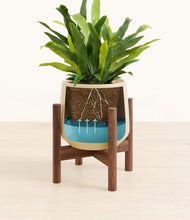 Load image into Gallery viewer, Almond Green stand:walnut