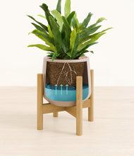 Load image into Gallery viewer, Eternal Gray stand:bamboo