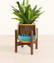 Load image into Gallery viewer, Mustard stand:walnut