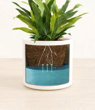 Load image into Gallery viewer, White