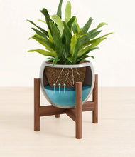 Load image into Gallery viewer, Deep Ocean stand:walnut