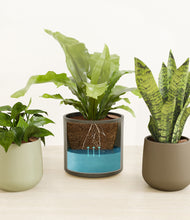 Load image into Gallery viewer, Countryside