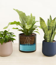 Load image into Gallery viewer, Winding River