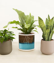 Load image into Gallery viewer, Woodland