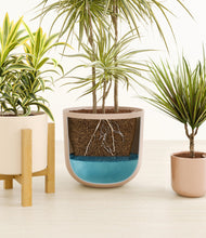 Load image into Gallery viewer, Peach Blossom