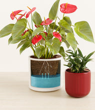 Load image into Gallery viewer, Liberty Light