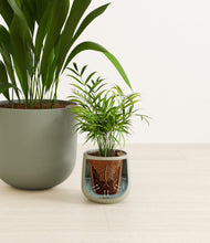 Load image into Gallery viewer, Aloe Vera stand:all