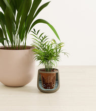 Load image into Gallery viewer, Olive Branch stand:all