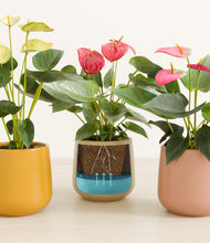 Load image into Gallery viewer, Evening Sky stand:all