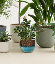 Load image into Gallery viewer, Earthy stand:all