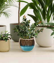 Load image into Gallery viewer, Woodland stand:all