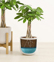 Load image into Gallery viewer, Arctic Whisper stand:one_stand