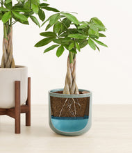 Load image into Gallery viewer, Moss Frost stand:one_stand