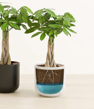 Load image into Gallery viewer, Midnight Snow