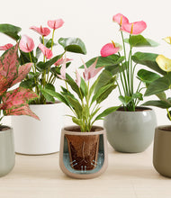 Load image into Gallery viewer, Earthy stand:all