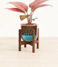 Load image into Gallery viewer, Hammered Rose Pink stand:walnut