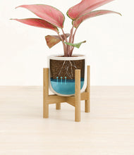 Load image into Gallery viewer, Cotton White stand:bamboo