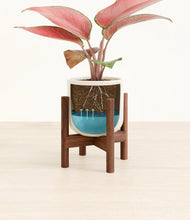 Load image into Gallery viewer, Cotton White stand:walnut