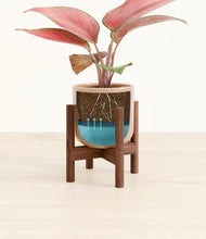Load image into Gallery viewer, Glossy Pink stand:walnut