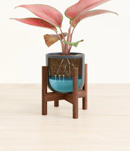 Load image into Gallery viewer, Iron Gray stand:walnut