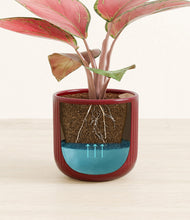 Load image into Gallery viewer, Striped Cherry Red