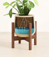 Load image into Gallery viewer, Almond Green stand:walnut