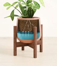 Load image into Gallery viewer, Calm Rose stand:walnut