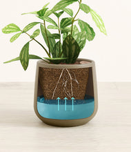 Load image into Gallery viewer, Olive