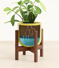 Load image into Gallery viewer, Key Lime Yellow stand:walnut