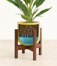 Load image into Gallery viewer, Key Lime Yellow stand:walnut