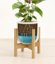 Load image into Gallery viewer, Cotton White stand:bamboo