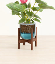 Load image into Gallery viewer, Misty Blue stand:walnut
