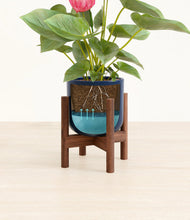 Load image into Gallery viewer, Twilight Blue stand:walnut