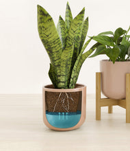 Load image into Gallery viewer, Peach Blossom stand:one_stand