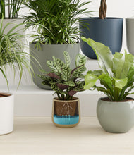 Load image into Gallery viewer, Earthy