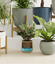 Load image into Gallery viewer, Earthy stand:eight_stands