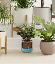 Load image into Gallery viewer, Sandy stand:eight_stands