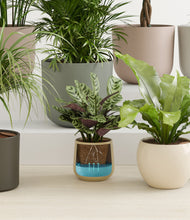 Load image into Gallery viewer, Woodland