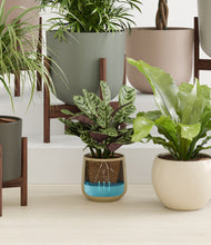 Load image into Gallery viewer, Woodland stand:eight_stands