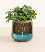 Load image into Gallery viewer, Olive