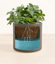 Load image into Gallery viewer, Dark Olive