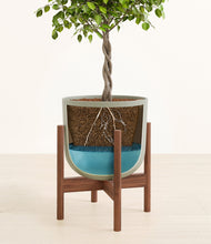 Load image into Gallery viewer, Sage Green stand:walnut