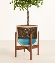 Load image into Gallery viewer, Sandy Pink stand:walnut