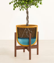 Load image into Gallery viewer, Sunset Orange stand:walnut